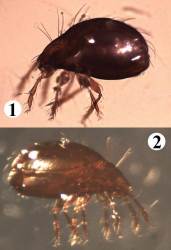 Réf. 196 510 : Phauloppia lucorum